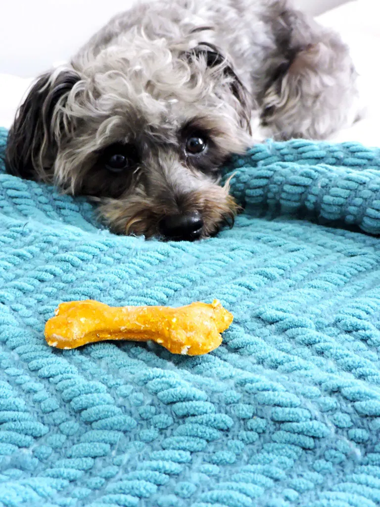 3 Ingredient Pumpkin Pup Treats